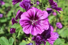 bright purple flowers on a sunny day close up