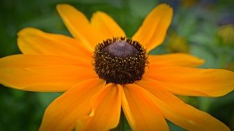yellow flower with a large heart