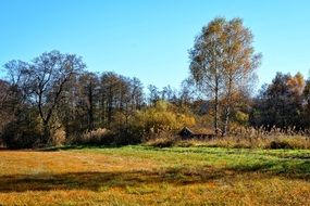 photo of the autumn forest in Bavaria