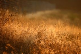 meadow with dry grass