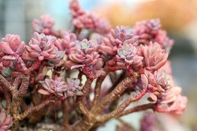 pink fleshy plant closeup
