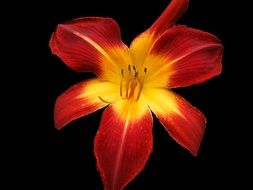 red yellow daylily