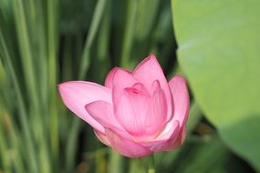 perfect pink water lily