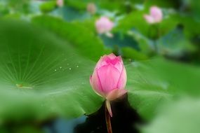 bud of pink lotus close up