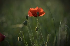 red poppy on a bush with unopened buds