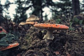 mushrooms in the forest close-up on a blurred background