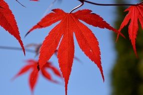 Leaves of blood maple