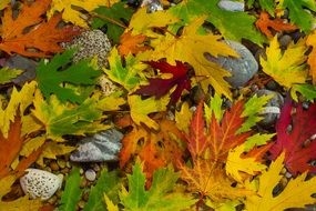 colourful autumn Foliage closeup