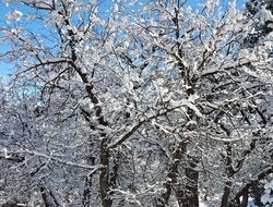 trees after snowfall