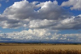 golden cereal field under white clouds in Bohemia