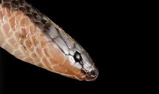 Eastern Worm Snake in a dark