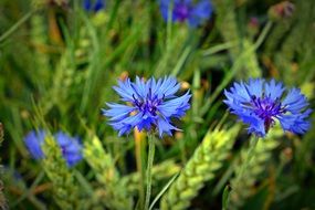 cornflowers among spikelets close-up