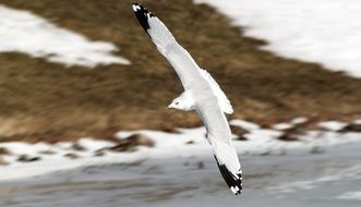 white gull over the coast of Spain