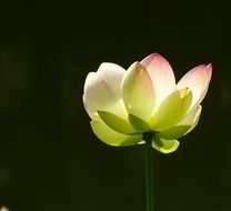 Picture of Lotus Plant