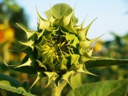 Sunflower is opening close-up on blurred background