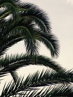 dark palm leaves on gray sky background