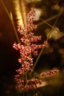 spring flower in a flower pot