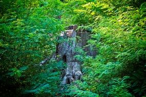 Tree stump in the green forest