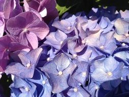 colorful hydrangea in the sunlight close up