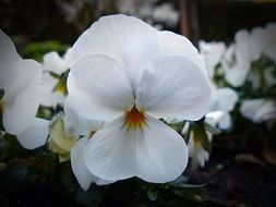 white pansy flowers