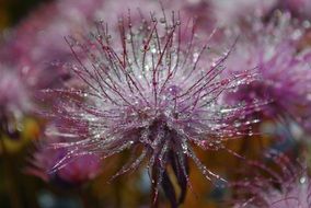 tiny drops of water on petals of purple flower, macro