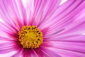 pink cosmos flower with yellow stamens closeup