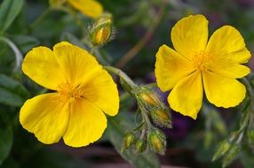 bright yellow flowers in a stone garden