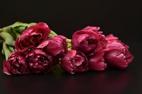 buds of cutted red Tulips Flowers