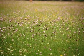 lot of pink and yellow Flowers on Meadow