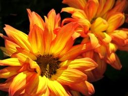 bouquet of orange chrysanthemums