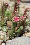 succulent plant with pink flowers