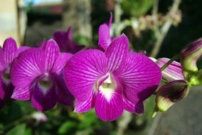 incredibly handsome Thailand Orchid