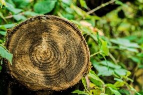 Wood in forest