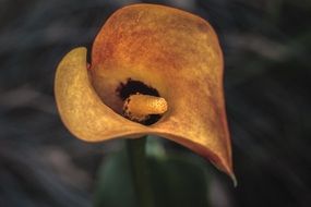 Orange Zantedeschia blossoms