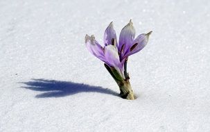 purple winter flower in the snow