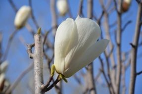 White flowers on the trees in spring