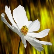 fascinating Cosmea Flower
