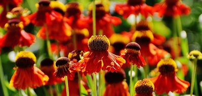 Sun Hat Echinacea