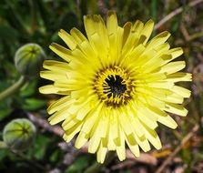 yellow alpine flower closeup