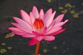 water lily is a mystical flower