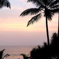 palm trees at dusk on a tropical beach