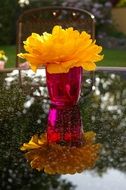tulip in a pink glass