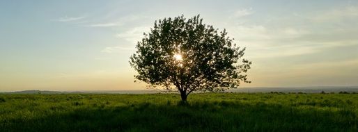 sun behind the branches of a gorgeous tree