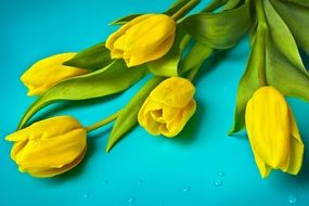 yellow tulips on turquoise background