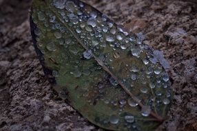 Drop Of Water on Leaf close-up on blurred background