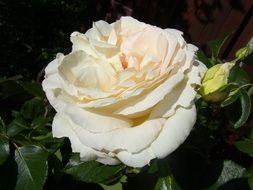 closeup photo of White shrub rose blossoms
