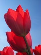 red tulips on a blue sky background