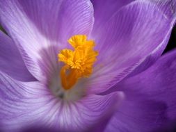 Crocus Pistil Flower