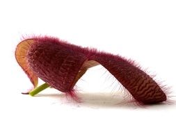stapelia is a succulent