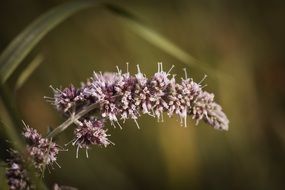 candles shaped Plant Bloom closeup